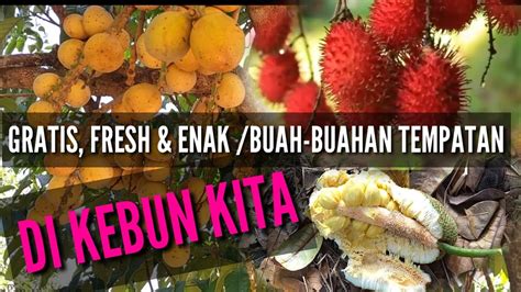 Sebab di dalamnya memiliki banyak kandungan, seperti zat besi, fosfor, kalsium dan lainnya. Buah-buahan tempatan || Kebun Kita - YouTube