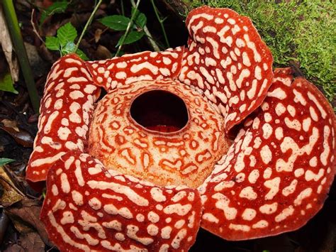 The Rafflesia Flowerlargest Flower In The World Found In Tambunan