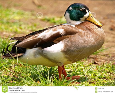 Sleeping Duck Stock Photo Image Of Fluffy Color Design