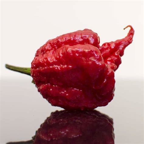 top 10 world s hottest peppers [2021 update] new hottest pepper
