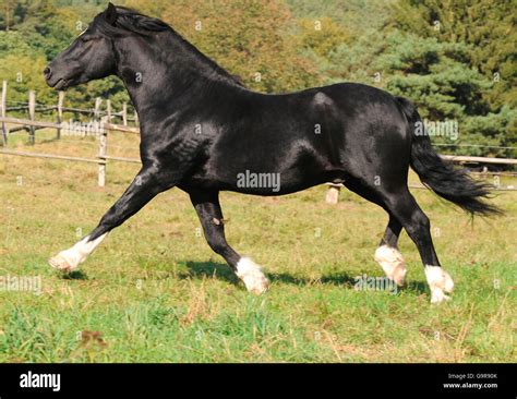 Welsh Pony Of Cob Type Stallion Section C National Champion Side