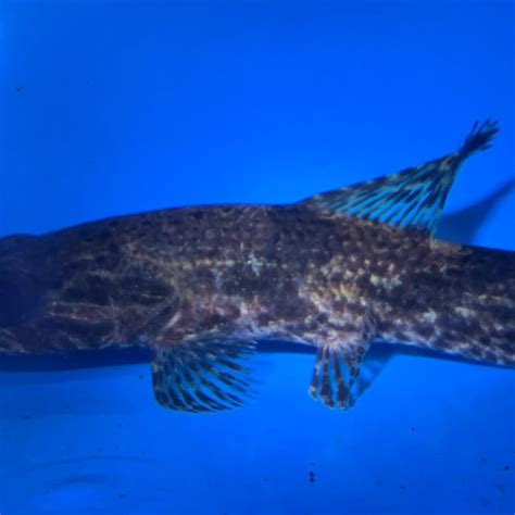 Wolf fish (hoplias aimara) vs muskellunge a fish with a weight of 61.25 lb (27.8 kg) was caught in november 2000 in georgian bay, ontario. Hoplias Aimara wolf fish for sale | Exotic Fish Shop | 774 ...