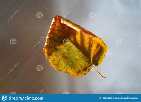 Fallen Autumn Leaf On Blurred Background Stock Photo Image Of Blur
