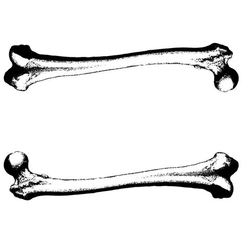 Bone Clip Art Library