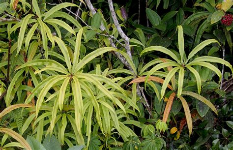 Oleandra Cav Plants Of The World Online Kew Science