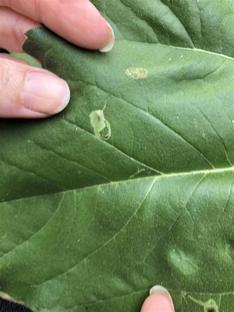 What Is This Worn In My Sunflower Leaves You Can See Where The Egg Was