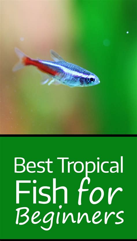 Best Tropical Fish For Beginners Pbs Pet Travel