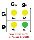 Two trait are used in the genetic cross. Health Science Academy licensed for non-commercial use only / Chapter 16 Blog: Simple Patterns ...
