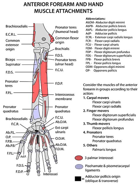 Instant Anatomy Upper Limb Areasorgans Forearm Anterior Muscles