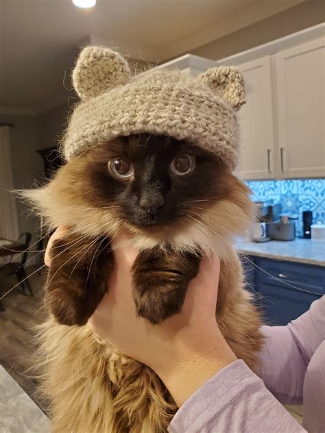 My Cat Kaylee Wearing A Cat Hat I Made From Yarn I Spun With Her Fur