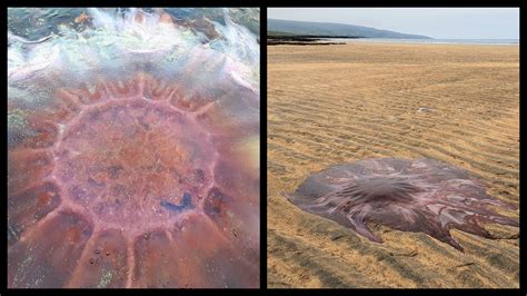 Incredible Photos Show Huge Lions Mane Jellyfish On Irish Beach