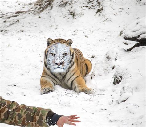 Psbattle This Snowy Faced Tiger Rphotoshopbattles