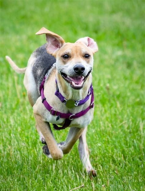 20 Popular Greyhound Mix Dog Breeds W Pictures Puplore