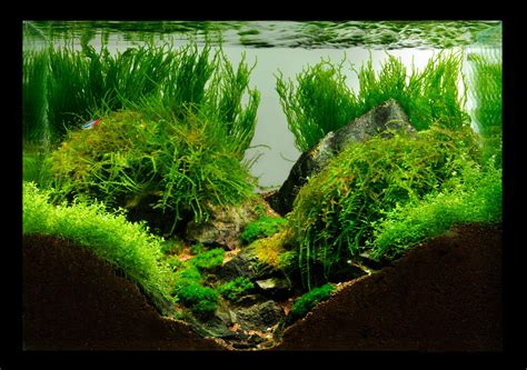 Cantdawn S Nanoscape X X Aquascape Aquarium Aquascaping Betta