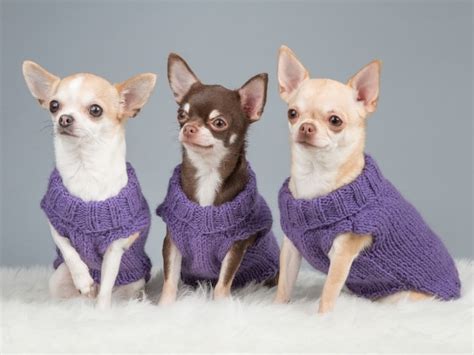 Different Types Of Chihuahua Complete Guide 2023 Canine Hq