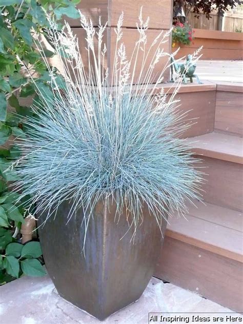 This Is Blue Fescue A Tough Evergreen Grass That Would Work Well Around