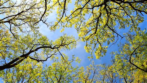 A Tree Branch With Young Green Leaves With Blue Sky And Clouds In The