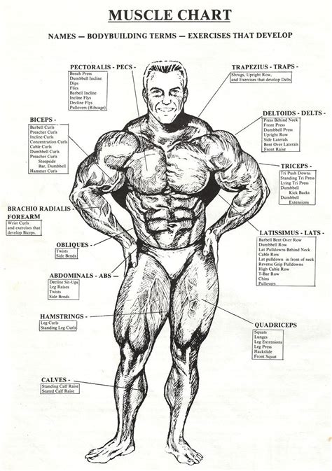 Body Muscle Chart Muscle Anatomy Fitness Motivation Inspiration