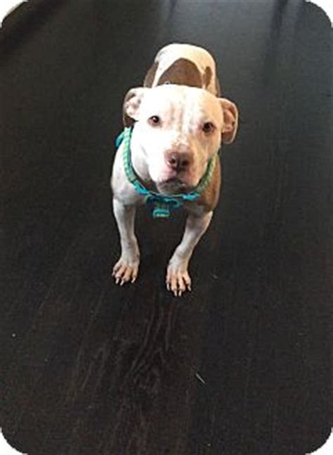 Looking for pitbull puppies for sale? East Hartford, CT - Pit Bull Terrier. Meet Annie in CT a Dog for Adoption.