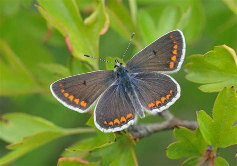 Find stockbilleder af small brown orange butterfly black dots i hd og millionvis af andre royaltyfri stockbilleder, illustrationer og vektorer i shutterstocks samling. Identify a butterfly | Butterfly Conservation