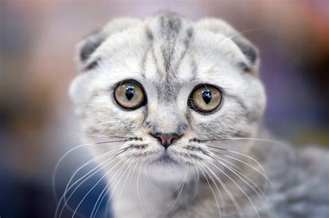 Scottish Fold Cat With Forward Folded Ears Stock Photo Image Of