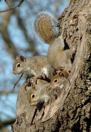 How To Get Rid Of Squirrel Nest In Tree Colin Vandevere