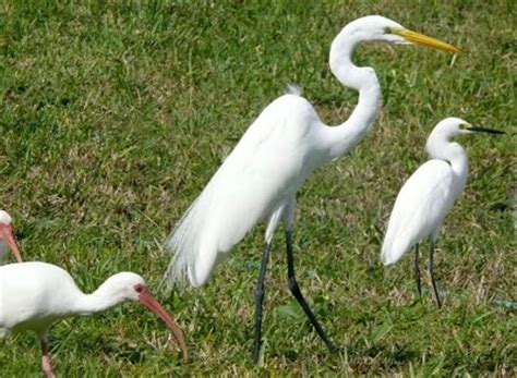 Cranes also have shorter beaks than herons and egrets, and the bird that we saw had a long, thick beak. Beth's Blog: How to Tell the Difference Between an Ibis, Snowy Egret and Great Egret!