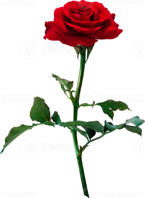 Red Rose Flowers Isolated For Love Wedding And Valentines Day 12591077 Png