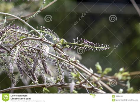 Pink Wisteria Blooming In The Garden Spring Gardens In Poland Stock