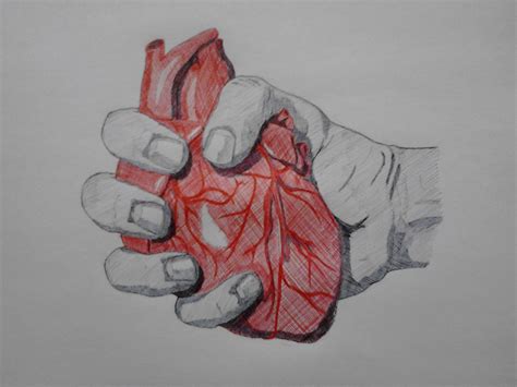 Hand Holding Human Heart Sketch