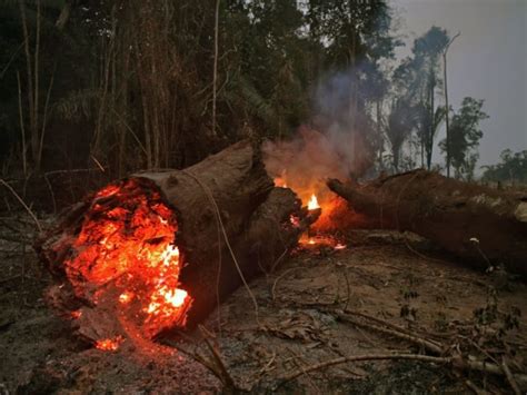 Bolsonaro Amazon Fires Under The Average Of The Past Few Years