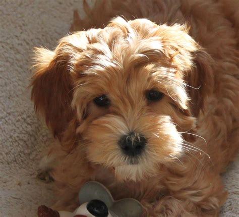 But in ritzy places, like the westwood neighborhood in los angeles, they cost between $1500 and $2500. AnnaBlog!: HAZEL MAE - Mini Labradoodle