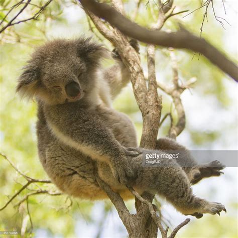 Napping Koalas Pictures Gallery Koala Pictures Cute
