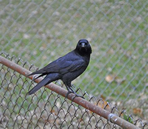 American Crow Corvus Brachyrhynchos The American Crow C Flickr