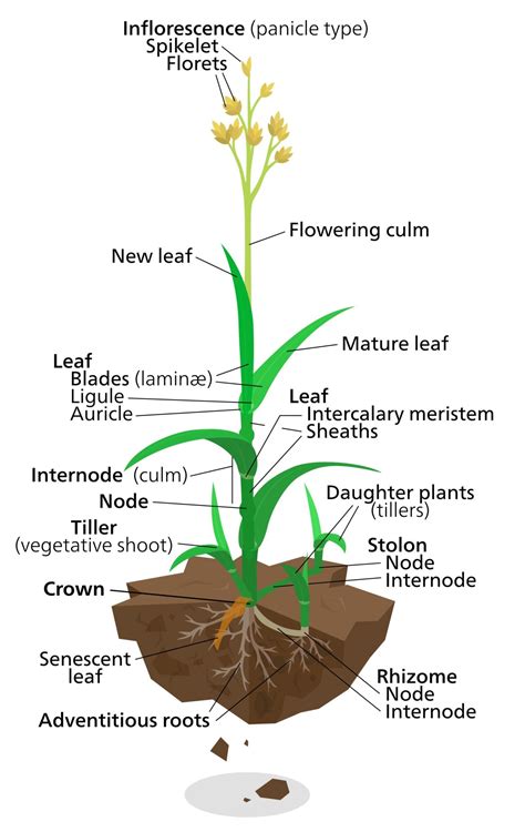 Diagrams Of A Plant Diagrams