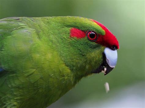 Red Crowned Parakeet Also Kakariki Cyanoramphus Novaezelandiae By