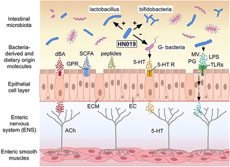 Frontiers Bifidobacterium Animalis Subsp Lactis Hn019 Effects On Gut