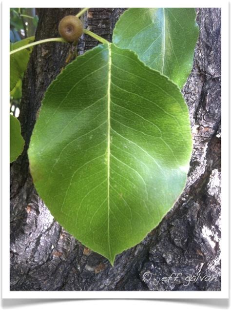 Callery Pear Identifying By Leaf Boulder Tree Care Pruning And Tree