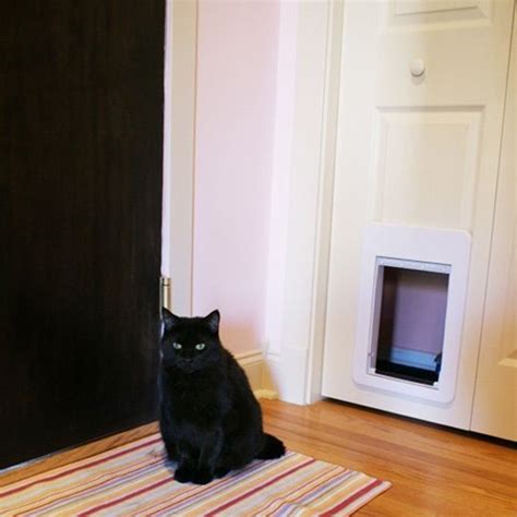 Funny scared tabby pet cat hiding in clothes at closet. Hiding the Litter Box In a Closet | Litter box, Cat litter ...