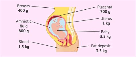 Distribution Of Weight Gain In Pregnancy