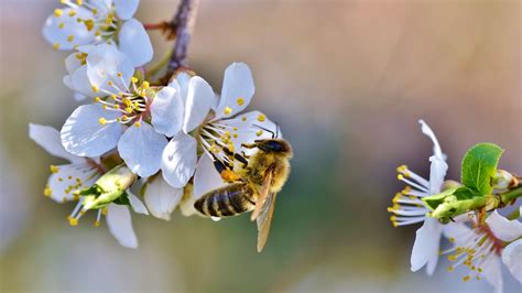 Download Wallpaper Spring Bee Blossoms Flower 5120x2880
