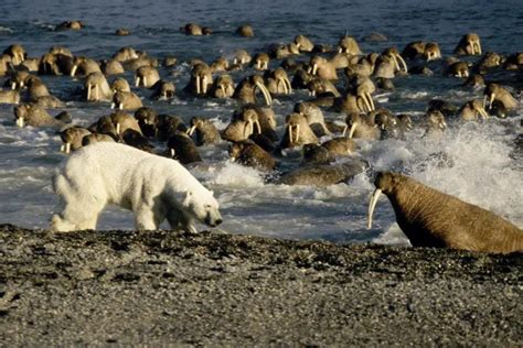 Polar Bear Vs Walrus • Polar Bear Facts