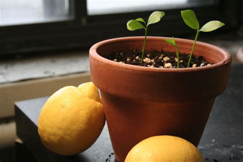 Lemon Seedling With Lemon Growing Lemon Trees Growing Fruit Growing