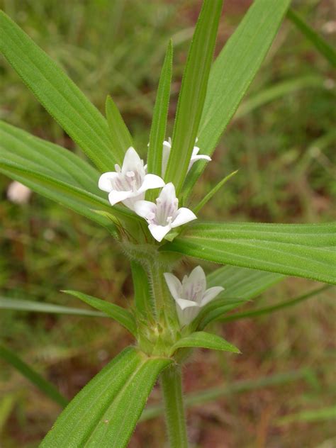 West African Plants A Photo Guide Spermacoce Stachydea Dc