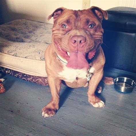 Pit Bull Cant Stop Smiling After Being Rescued These 10 Photos Say It All