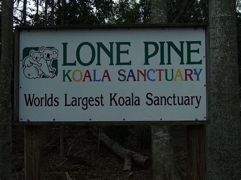 Lone Pine Koala Sanctuary Over 130 Koalas For Me To Cuddle Australia