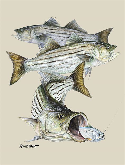 Striped Bass Drawing At Getdrawings Free Download