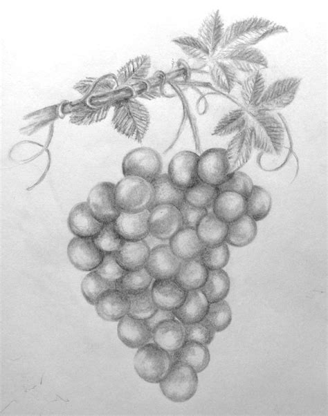 Pencil Drawing Grapes At Explore Collection Of