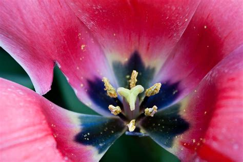 As Above So Below Anatomy Of A Tulip 8 Megan Campbell Flickr
