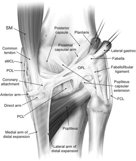 Learn about your bones, ligaments (lcl, pcl, mcl, acl), meniscus, soft tissue, hamstrings muscle, and tendon in 15. Posterolateral and Posteromedial Corner Injuries of the ...